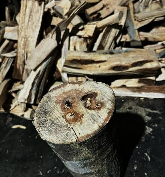 Agarwood Forest Experience