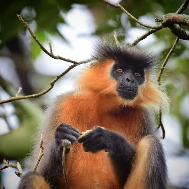 Dihing Patkai Wildlife Sanctuary