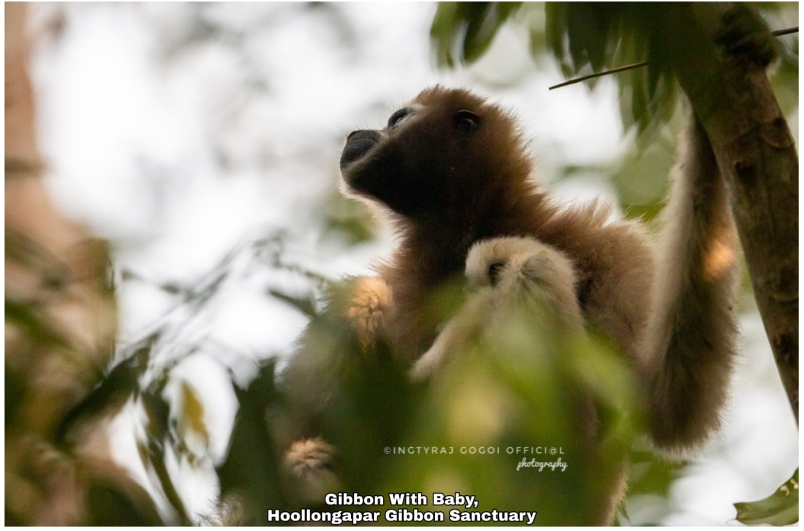 Gibbon Wildlife Sanctuary