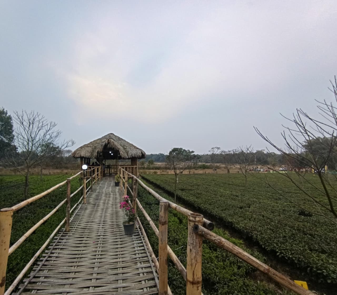 Tea Garden Landscape
